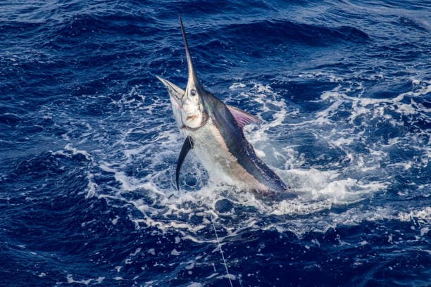 Deep Sea Fishing
